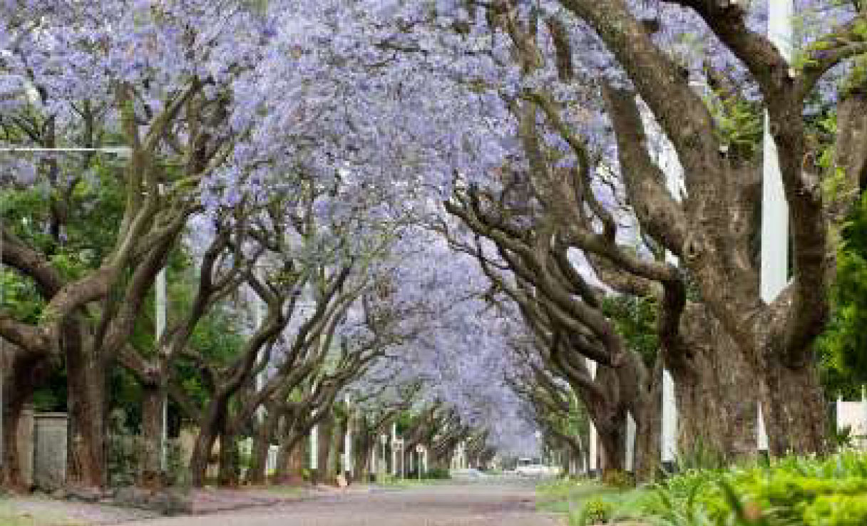 Jacaranda
