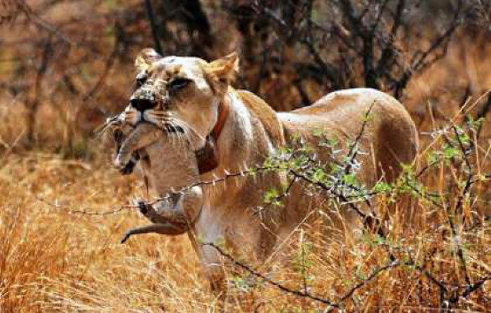 Wildlife